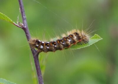 Caterpillar on a plant branch