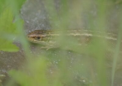 Common Lizard