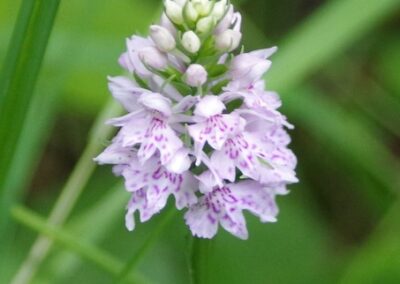 Common Spotted Orchid Flower