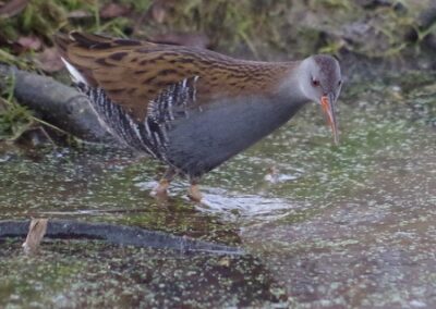 Water Rail